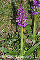 F265458: Männliches Knabenkraut (Orchis mascula)