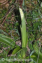 F265460: Männliches Knabenkraut (Orchis mascula)