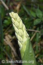 F265461: Männliches Knabenkraut (Orchis mascula)