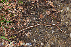 F267996: Blindschleiche (Anguis fragilis)