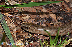 F267997: Blindschleiche (Anguis fragilis)