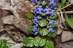Kriechender Günsel (Ajuga reptans) (F268014) Kriechender Günsel (Ajuga reptans) (F268014)