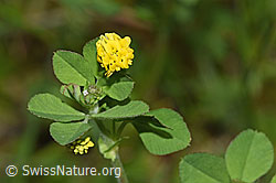 Hopfenklee (Medicago lupulina) (26.05.2024, F268023)