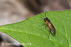 Echte Blattwespe auf Blatt (F268041)