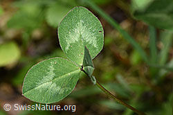 Rot-Klee (Trifolium pratense) (F268051)