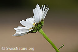 Gewöhnliche Wiesen-Margerite (Leucanthemum vulgare) (F268055) Gewöhnliche Wiesen-Margerite (Leucanthemum vulgare) (F268055)