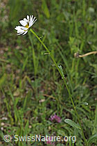 Gewöhnliche Wiesen-Margerite (Leucanthemum vulgare) (F268057) Gewöhnliche Wiesen-Margerite (Leucanthemum vulgare) (F268057)
