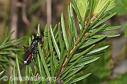 Agrothereutes leucorhaeus (Schlupfwespe) (F268065)