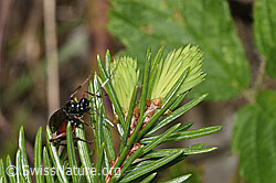 Agrothereutes leucorhaeus (Schlupfwespe) (F268066)