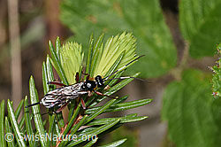 Agrothereutes leucorhaeus (Schlupfwespe) (F268067)