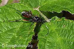 Agrothereutes leucorhaeus (Schlupfwespe) (F268070)