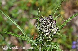 F268073: Sumpf-Kratzdistel (Cirsium palustre)