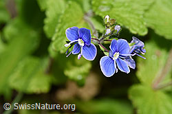 Gamander-Ehrenpreis (Veronica chamaedrys) (F268095)