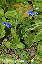 Gamander-Ehrenpreis (Veronica chamaedrys) (F268099)