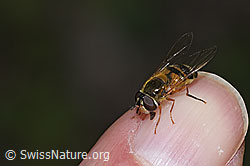 Zweiband-Wiesenschwebfliege (Epistrophe eligans) (F268103)