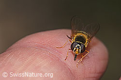 Zweiband-Wiesenschwebfliege (Epistrophe eligans) (F268108)