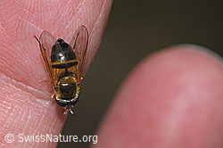 Zweiband-Wiesenschwebfliege (Epistrophe eligans) (F268109)