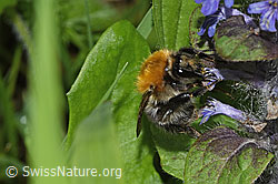 Ackerhummel (Bombus pascuorum)<br/>Kriechender Günsel (Ajuga reptans)