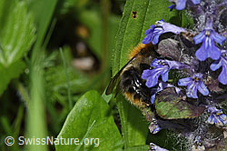 Ackerhummel (Bombus pascuorum) an Kriechendem Günsel (Ajuga reptans) (F268115) Ackerhummel (Bombus pascuorum) an Kriechendem Günsel (Ajuga reptans) (F268115)