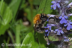 Ackerhummel (Bombus pascuorum) an Kriechendem Günsel (Ajuga reptans) (F268118) Ackerhummel (Bombus pascuorum) an Kriechendem Günsel (Ajuga reptans) (F268118)