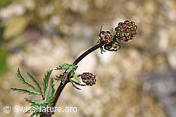 Kleiner Wiesenknopf (Sanguisorba minor) (F268119)