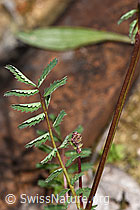 Kleiner Wiesenknopf (Sanguisorba minor) (F268121)