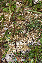Kleiner Wiesenknopf (Sanguisorba minor) (F268123)