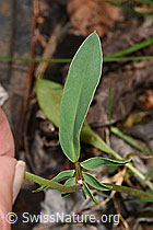 F268128: Echter Wundklee (Anthyllis vulneraria)