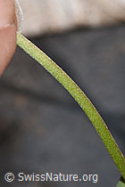 F268131: Echter Wundklee (Anthyllis vulneraria)