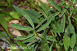 F268133: Echter Wundklee (Anthyllis vulneraria)
