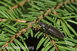 F268134: Rotbauchiger Laubschnellkäfer (Athous haemorrhoidalis) auf Baum