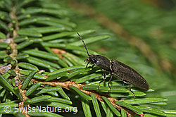 F268138: Rotbauchiger Laubschnellkäfer (Athous haemorrhoidalis) auf Baum