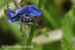Dunkelgrüne Schmalbiene (Lasioglossum morio)<br/>Gamander-Ehrenpreis (Veronica chamaedrys)