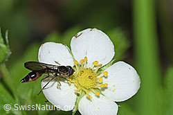Gemeine Schattenschwebfliege (Baccha elongata) auf Wald-Erdbeere (Fragaria vesca) (F268170)