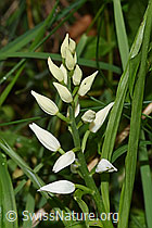 F268206: Langblättriges Waldvögelein (Cephalanthera longifolia)