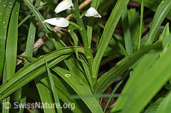 F268207: Langblättriges Waldvögelein (Cephalanthera longifolia)