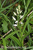 F268209: Langblättriges Waldvögelein (Cephalanthera longifolia)