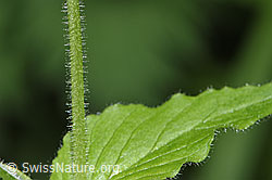 F268226: Gewöhnliche Hain-Sternmiere (Stellaria nemorum)