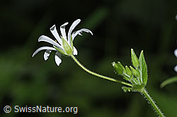 F268228: Gewöhnliche Hain-Sternmiere (Stellaria nemorum)