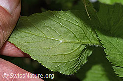F268229: Gewöhnliche Hain-Sternmiere (Stellaria nemorum)