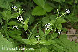 Gewöhnliche Hain-Sternmiere (Stellaria nemorum) (26.05.2024, F268232)