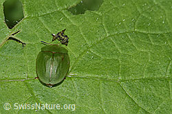 Grüner Schildkäfer (Cassida viridis) (26.05.2024, F268237)