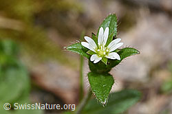 Gewöhnliches Hornkraut (Cerastium fontanum ssp. vulgare) (F268260)