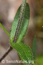 Gewöhnliches Hornkraut (Cerastium fontanum ssp. vulgare) (F268263)