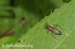 Rotbraune Sichelwanze (Nabis rugosus) (F268267)