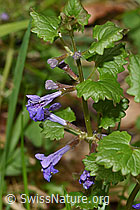 Gemeine Gundelrebe (Glechoma hederacea) (26.05.2024, F268270)