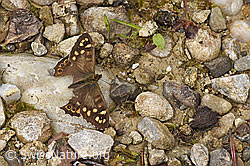 Waldbrettspiel (Pararge aegeria) (F268289)