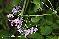 Akeleiblättrige Wiesenraute (Thalictrum aquilegiifolium) (26.05.2024, F268291)