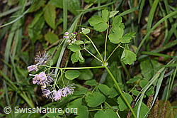 Akeleiblättrige Wiesenraute (Thalictrum aquilegiifolium) (F268294)