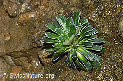 Foto: Safrangelber Steinbrech (Saxifraga mutata)